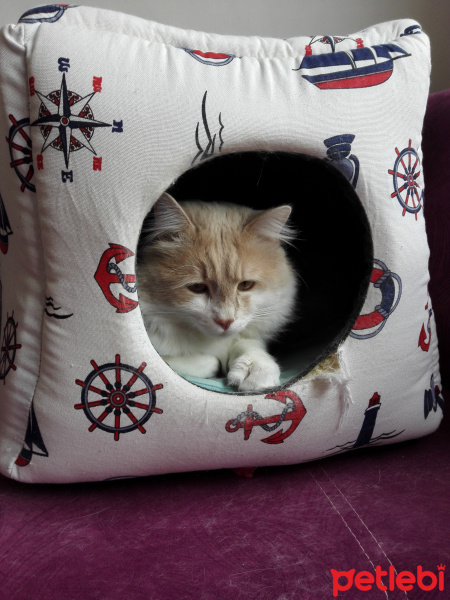 Sarman, Kedi  Miya fotoğrafı