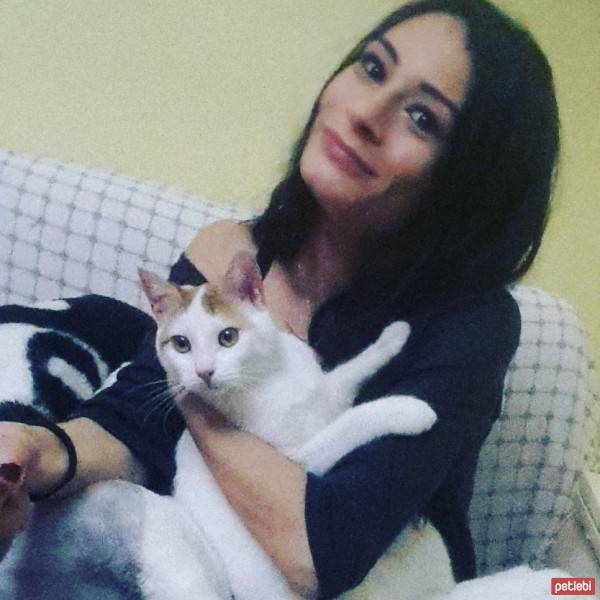 Tekir Kedi, Kedi  mırmır fotoğrafı