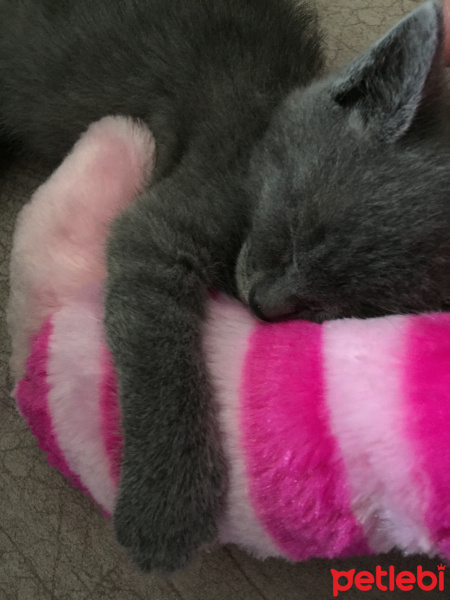 Mavi Rus, Kedi  Pati fotoğrafı