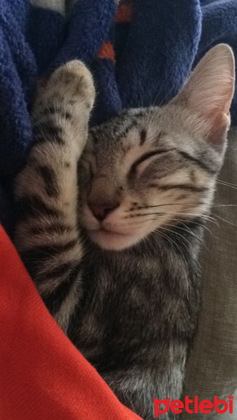 Tekir Kedi, Kedi  leia fotoğrafı