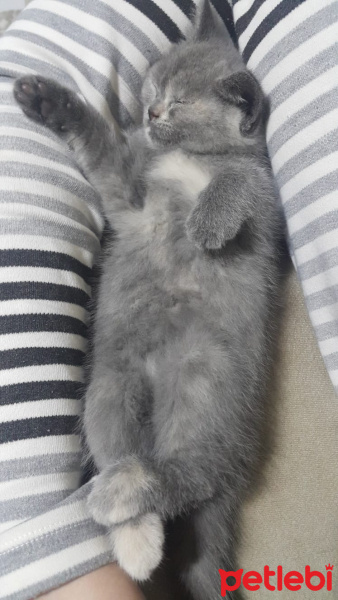 British Shorthair, Kedi  Luna fotoğrafı