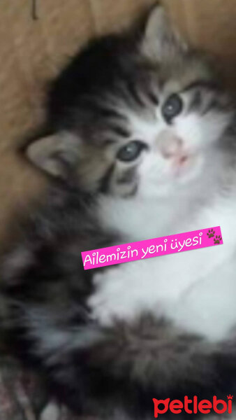 Tekir Kedi, Kedi  Çakıl fotoğrafı