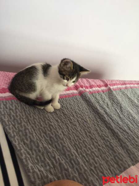 Tekir Kedi, Kedi  Mayıs fotoğrafı