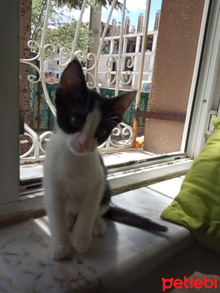 Tuxedo (Smokin) Kedi, Kedi  Cecey fotoğrafı
