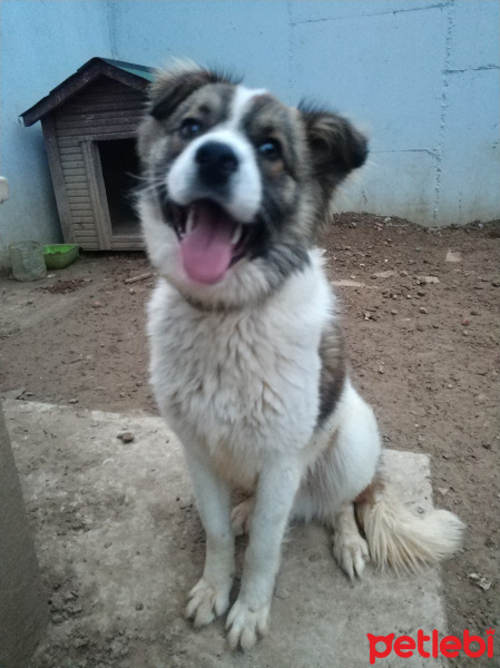 Sokö (Sokak Köpeği), Köpek  Rıfkı fotoğrafı