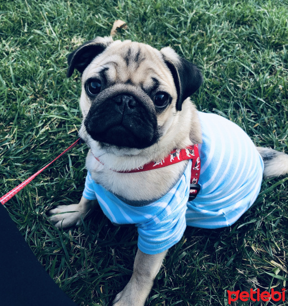 Pug, Köpek  Çiko fotoğrafı
