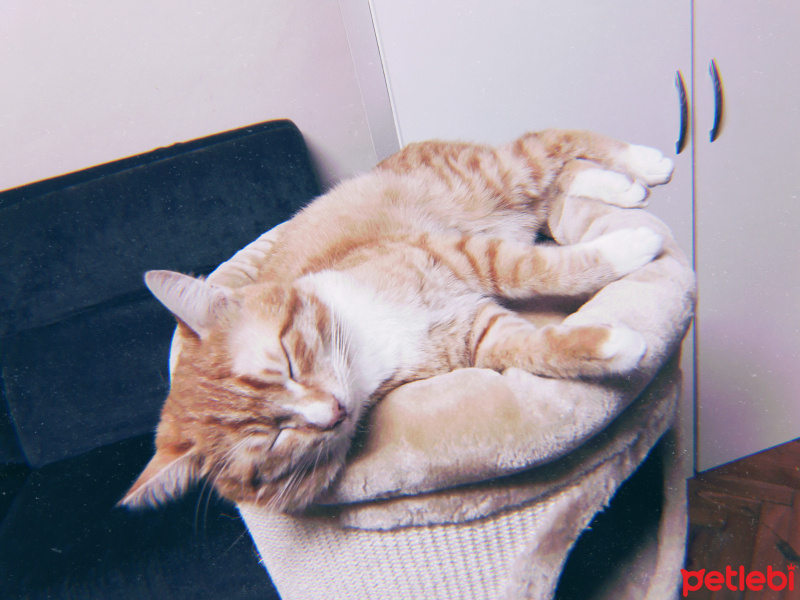 Sarman, Kedi  Murphy fotoğrafı