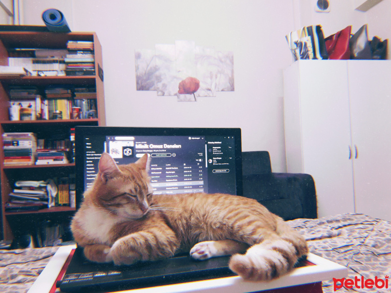 Sarman, Kedi  Murphy fotoğrafı