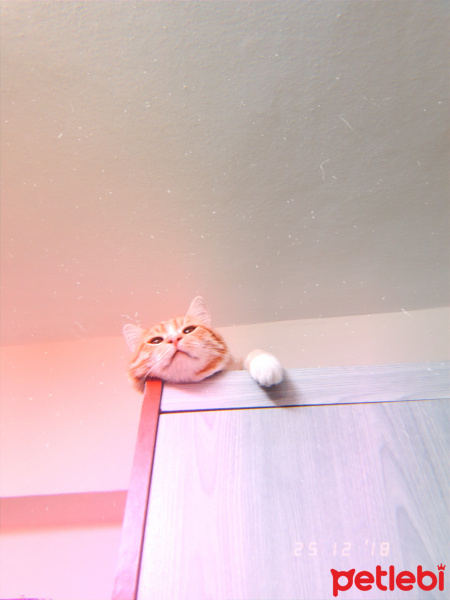 Sarman, Kedi  Murphy fotoğrafı