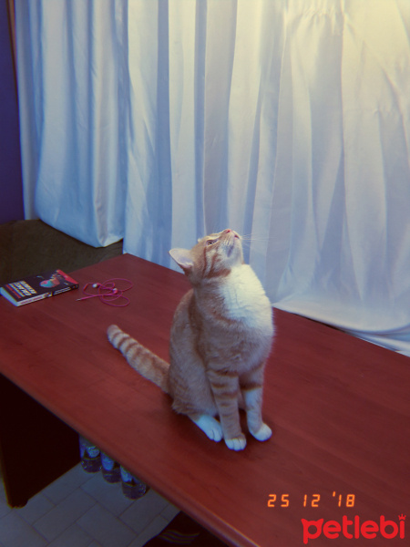 Sarman, Kedi  Murphy fotoğrafı