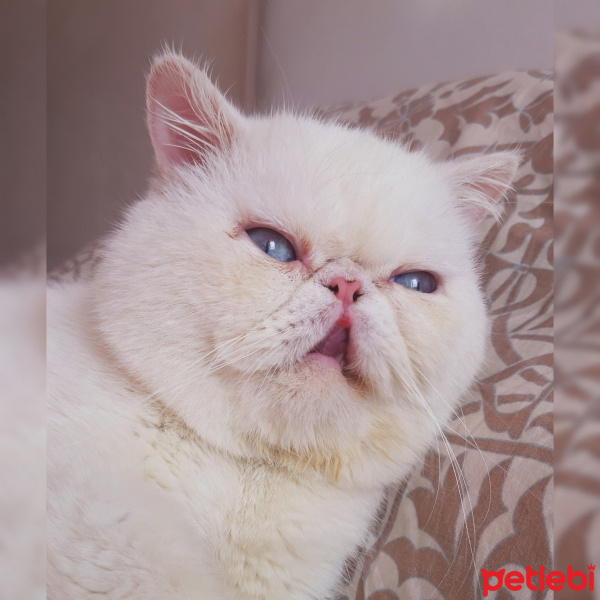 Exotic Shorthair, Kedi  Dodi fotoğrafı