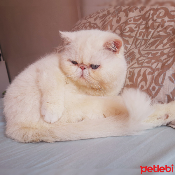 Exotic Shorthair, Kedi  Dodi fotoğrafı