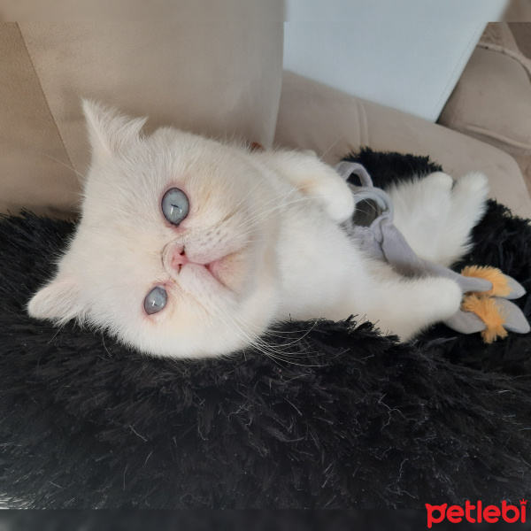 Exotic Shorthair, Kedi  Dodi fotoğrafı