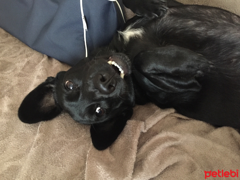 Labrador Retriever, Köpek  Maya fotoğrafı
