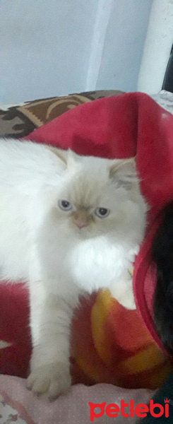 Himalayan, Kedi  Minnak fotoğrafı