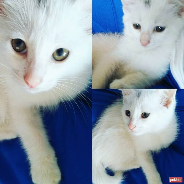 Ankara Kedisi, Kedi  Maya fotoğrafı