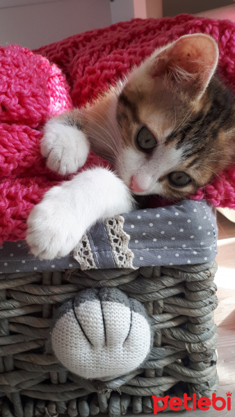Tekir Kedi, Kedi  Ceku fotoğrafı