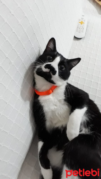 Tekir Kedi, Kedi  Boncuk fotoğrafı