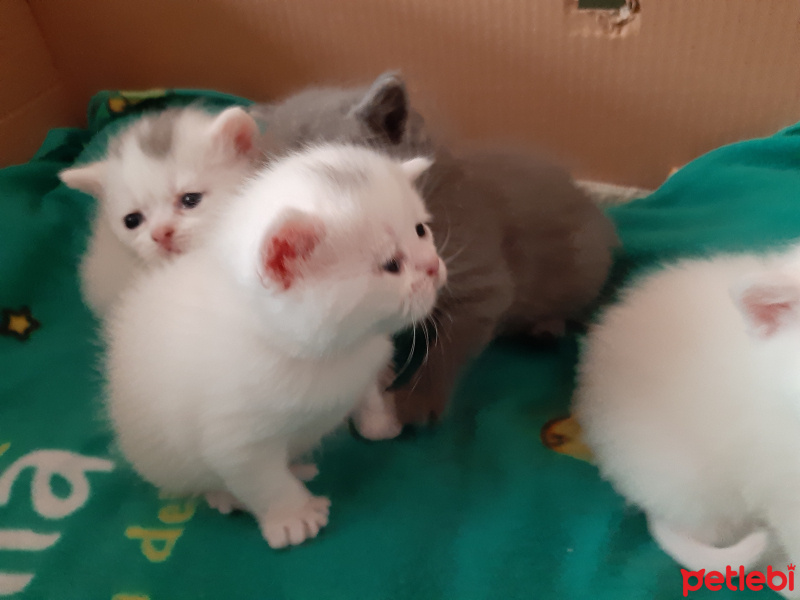British Shorthair, Kedi  British shorthair yavru kediler fotoğrafı