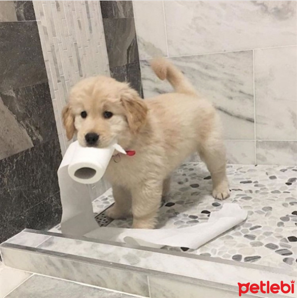 Golden Retriever, Köpek  Lady fotoğrafı