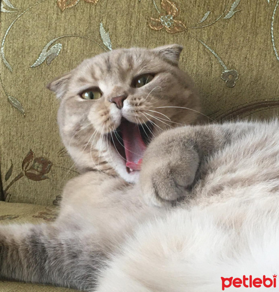 Scottish Fold, Kedi  Leo fotoğrafı