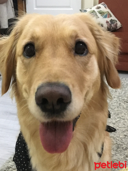 Golden Retriever, Köpek  lady fotoğrafı