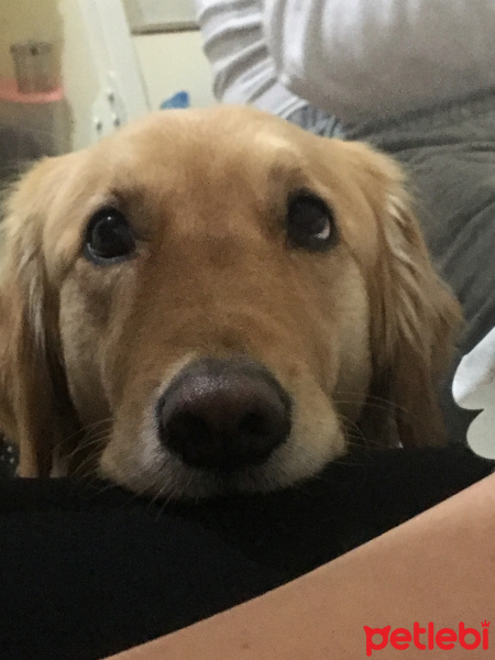 Golden Retriever, Köpek  lady fotoğrafı