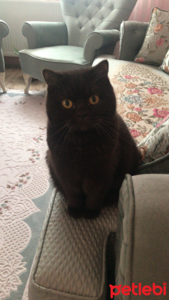 British Shorthair, Kedi  Tesla fotoğrafı