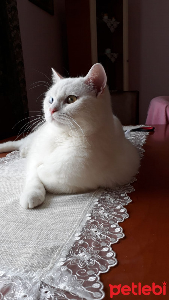 British Shorthair, Kedi  Tesla fotoğrafı