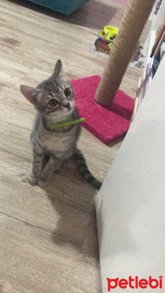 Tekir Kedi, Kedi  Zeyna fotoğrafı
