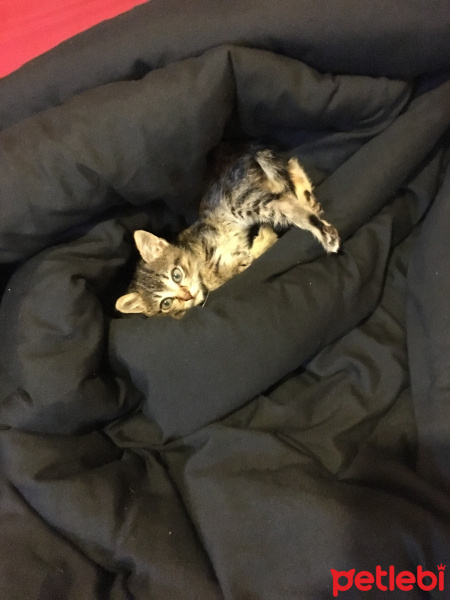 Tekir Kedi, Kedi  Mari fotoğrafı