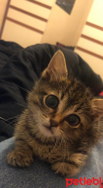 Tekir Kedi, Kedi  Mari fotoğrafı