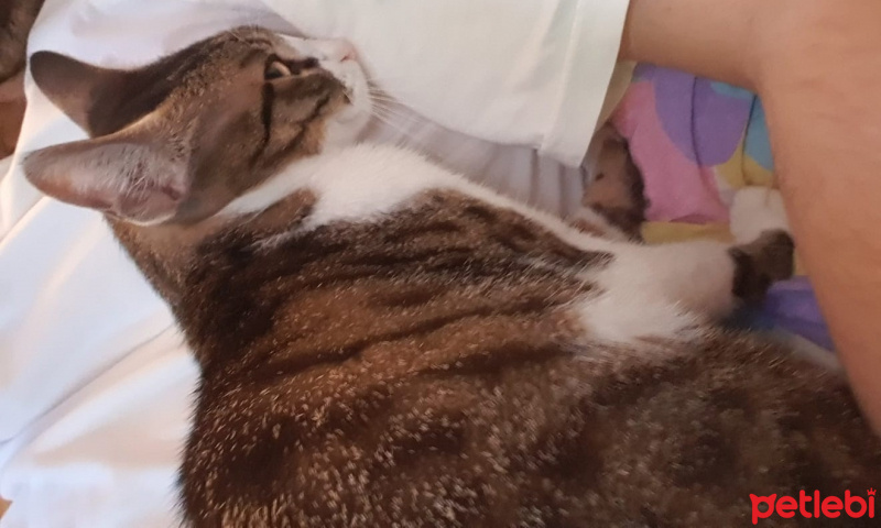 Tekir Kedi, Kedi  Asel fotoğrafı