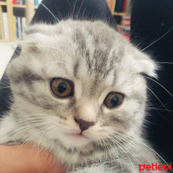 Scottish Fold, Kedi  Gölge fotoğrafı