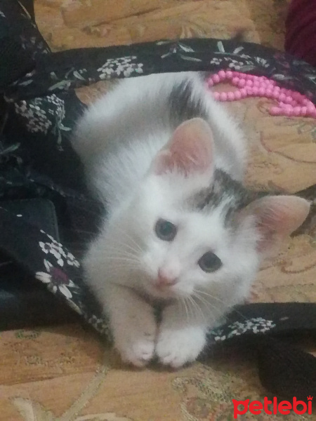 Tekir Kedi, Kedi  Dolar fotoğrafı