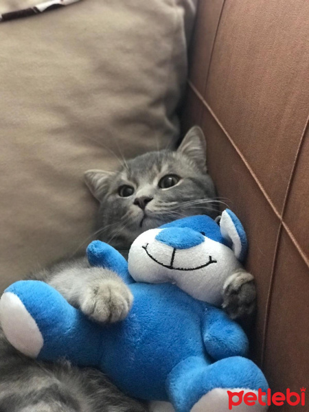 British Shorthair, Kedi  Gölge fotoğrafı