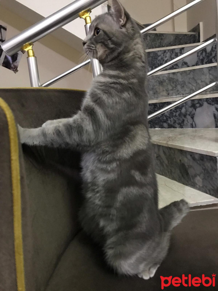 British Shorthair, Kedi  Gölge fotoğrafı