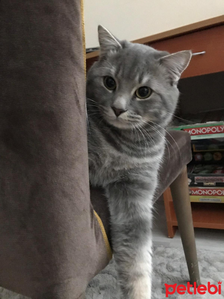 British Shorthair, Kedi  Gölge fotoğrafı