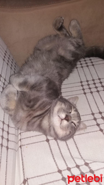 British Shorthair, Kedi  Gölge fotoğrafı