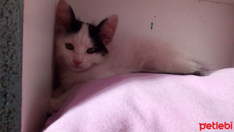Tekir Kedi, Kedi  Kuzey fotoğrafı