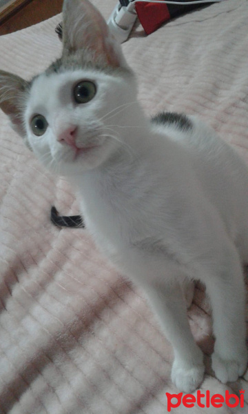 Tekir Kedi, Kedi  Prenses fotoğrafı