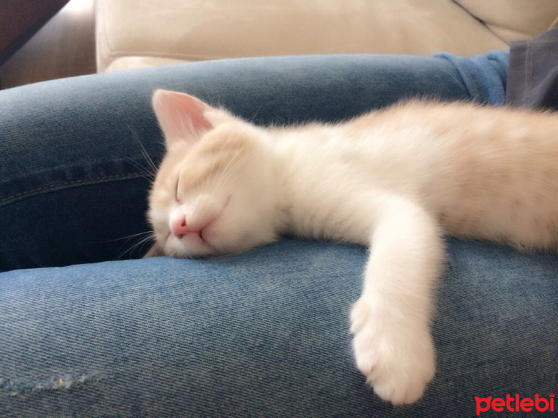 Tekir Kedi, Kedi  Prenses fotoğrafı