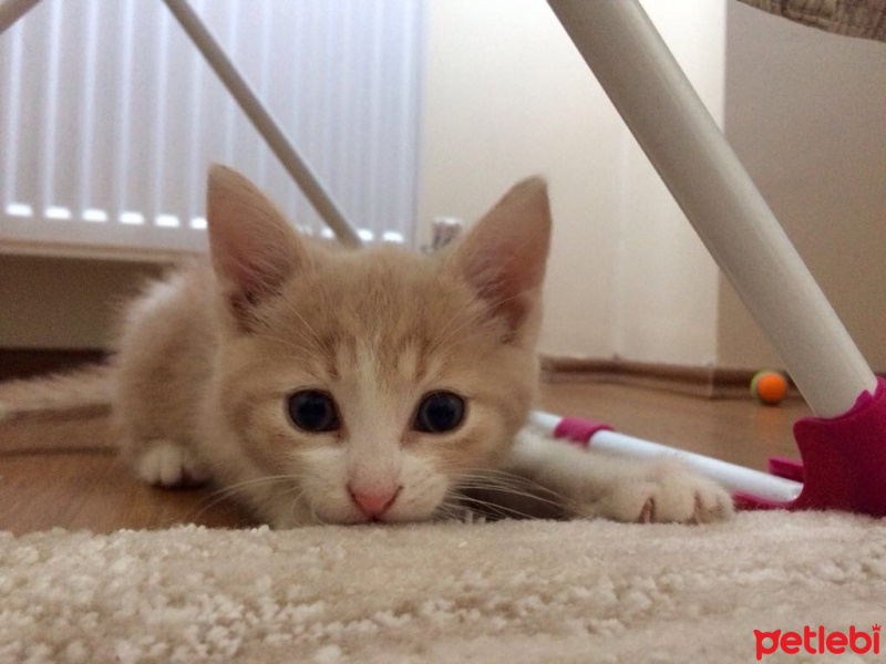 Tekir Kedi, Kedi  Prenses fotoğrafı