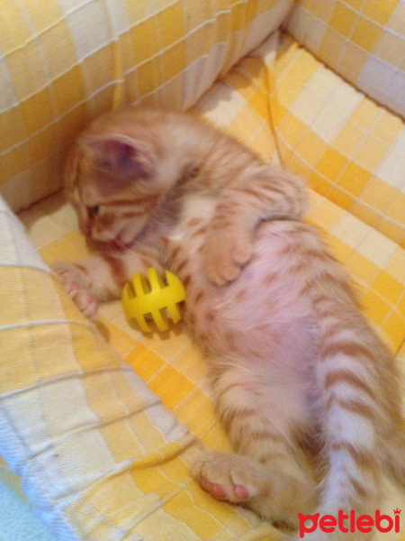 Tekir Kedi, Kedi  Prenses fotoğrafı