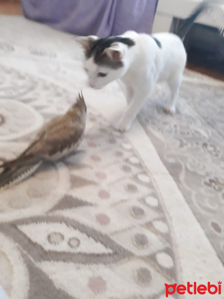 Tekir Kedi, Kedi  Prenses fotoğrafı