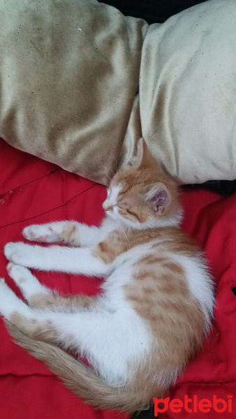 Tekir Kedi, Kedi  Balım fotoğrafı