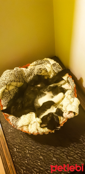 Tekir Kedi, Kedi  Vonvon fotoğrafı