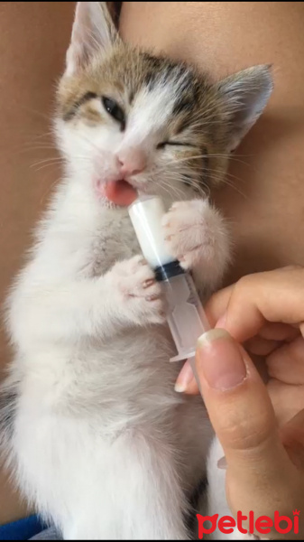 Tekir Kedi, Kedi  Linda fotoğrafı