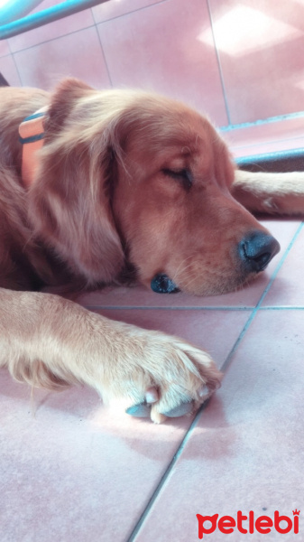 Golden Retriever, Köpek  Toprak fotoğrafı
