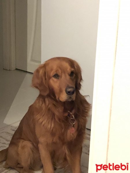 Golden Retriever, Köpek  Toprak fotoğrafı